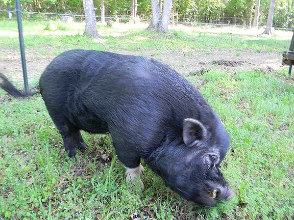 E.P. the potbelly pig