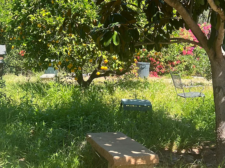 quiet sitting area under magnolia tree in peaceful park-like surroundings