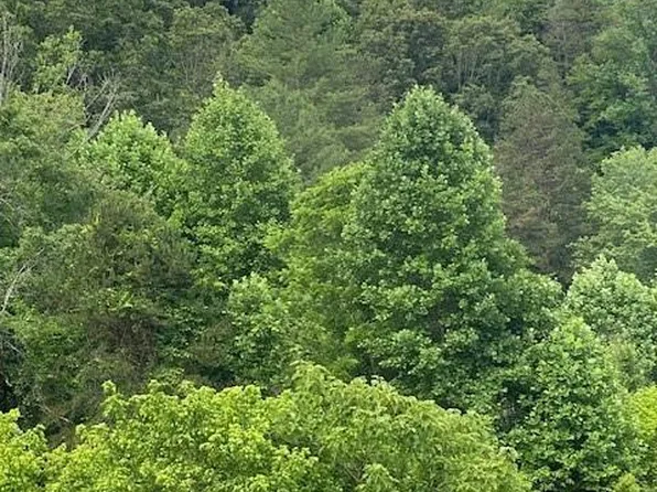0 E Fork Rd, Marshall, NC 28753