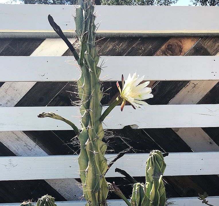 1st image of 408 N La Luna Ave