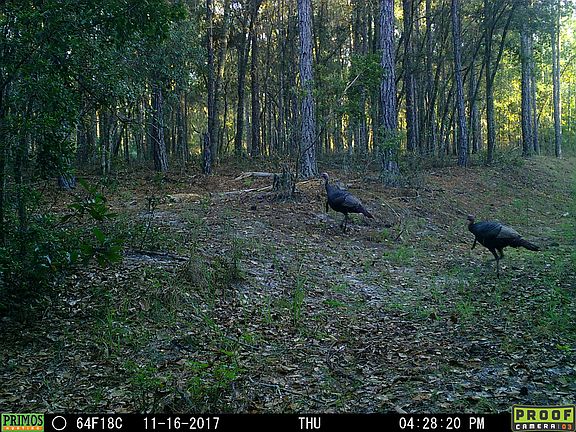 2nd image of Deep Creek Plantation Settindown Dr