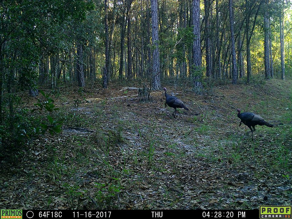 Deep Creek Plantation Settindown Dr, Bryceville, FL 32009 Zillow