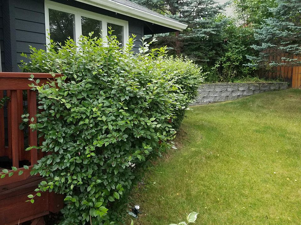 Front yard