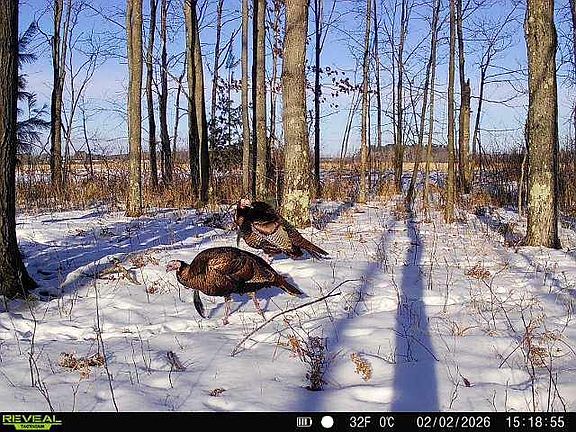 3rd image of 21 ACRES #Sand Hill Ln