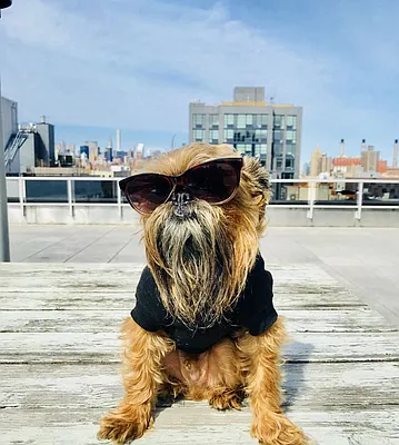 Rented by REAL New York | media 49