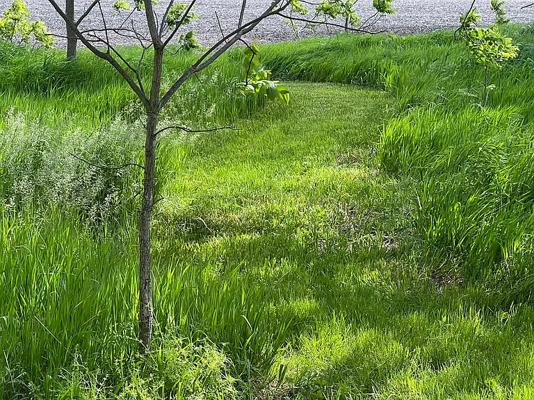 Walking trail