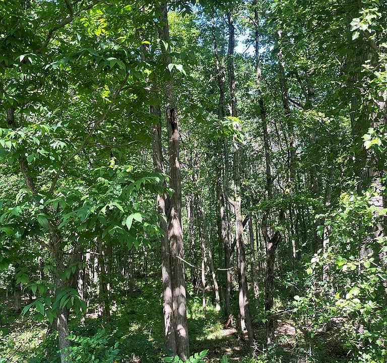 2nd image of LOT 28 Raleigh Ave