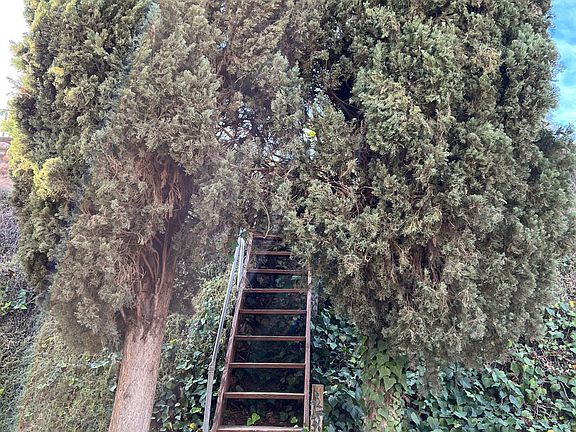 Stairs in the backyard leading to a second tier