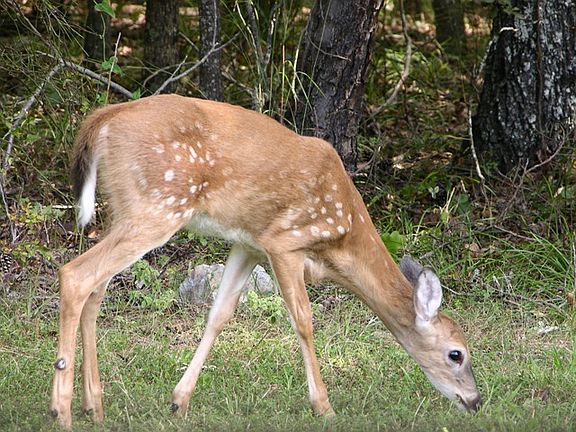 plenty of deer in forest