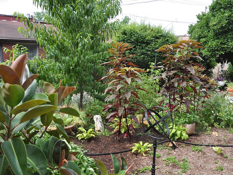 Back yard landscaped.