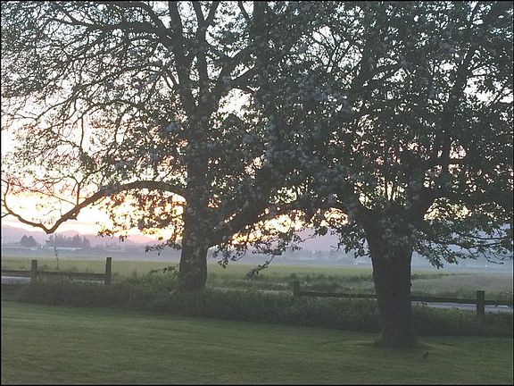Walnut tree and king apple