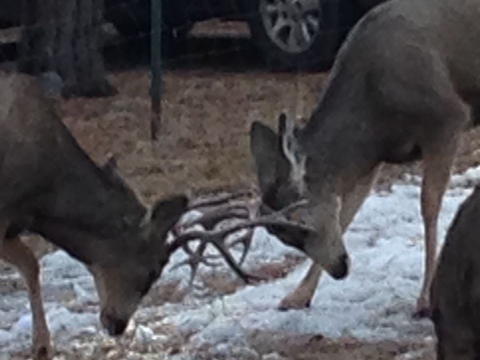 Deer visit almost everyday 