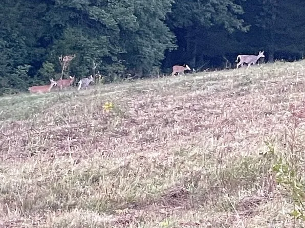 2105 John Denny Rd, Berry, KY 41003