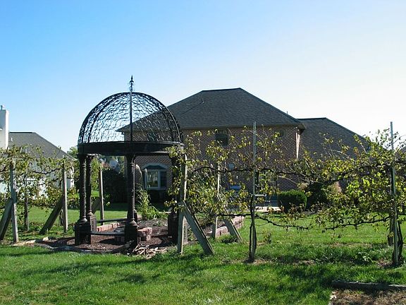 Gazebo and grape arbor