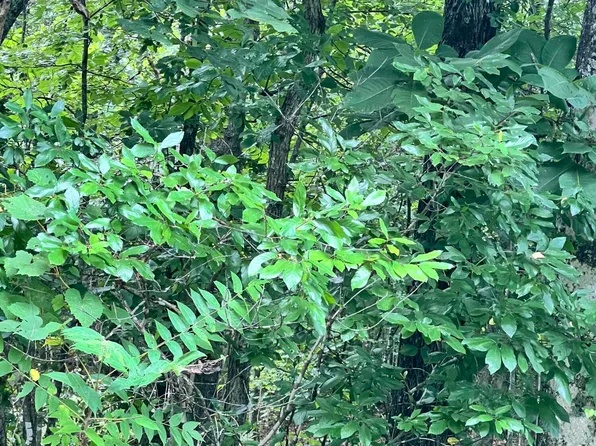 LOT 10 Wiley Prigmore Ln, Decatur, TN 37322