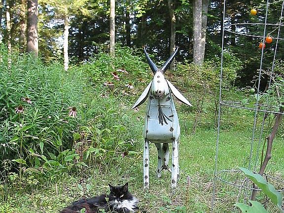 Cookie and Gert the goat