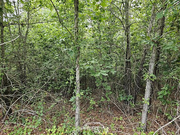 14 year old natural hardwood regeneration on southern portion of property.  Good deer bedding.