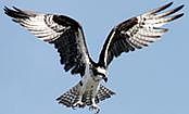 Ospreys in Your Backyard