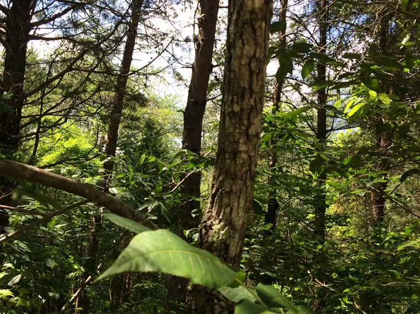 295 Payne Rd, Tellico Plains, TN 37385