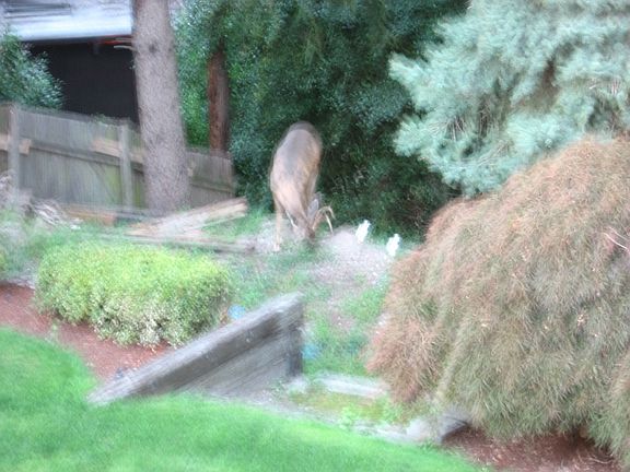 Deer in backyard