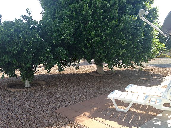 Big yard w/fruit trees