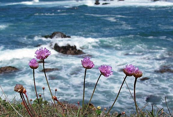 mendocino wildflowers nearby