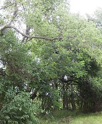 3rd image of 918 County Road 4700