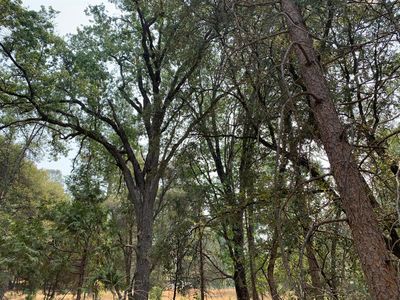 0 Oak Ln, Oakhurst, CA, 93644