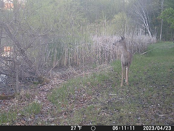 4th image of 804 W Crofton Hall Rd