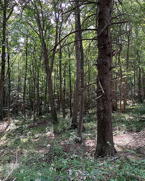2nd image of 0 C57 Eagles Nest Ln