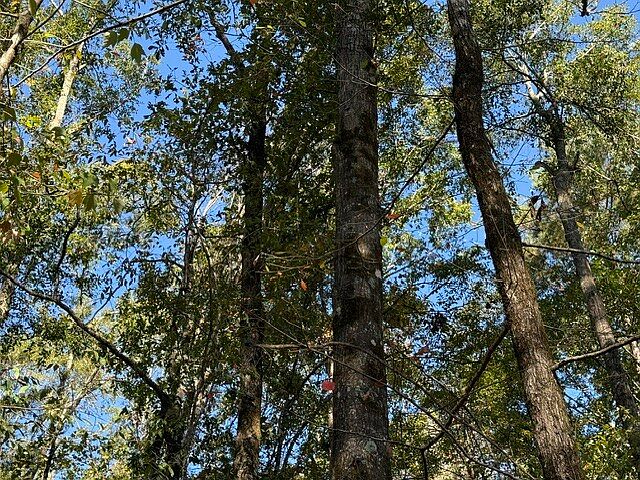 1st image of 0 Woods Rd