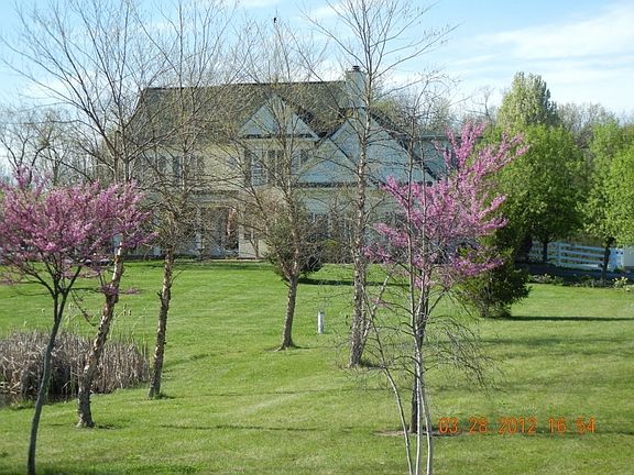 Red Bud Trees in the spring.