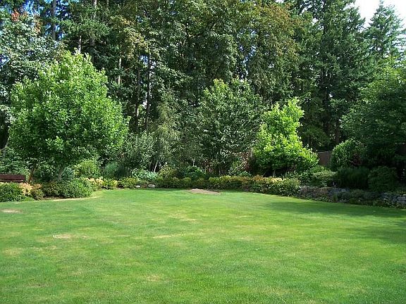 Backyard #2