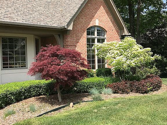 Japanese maples front & back