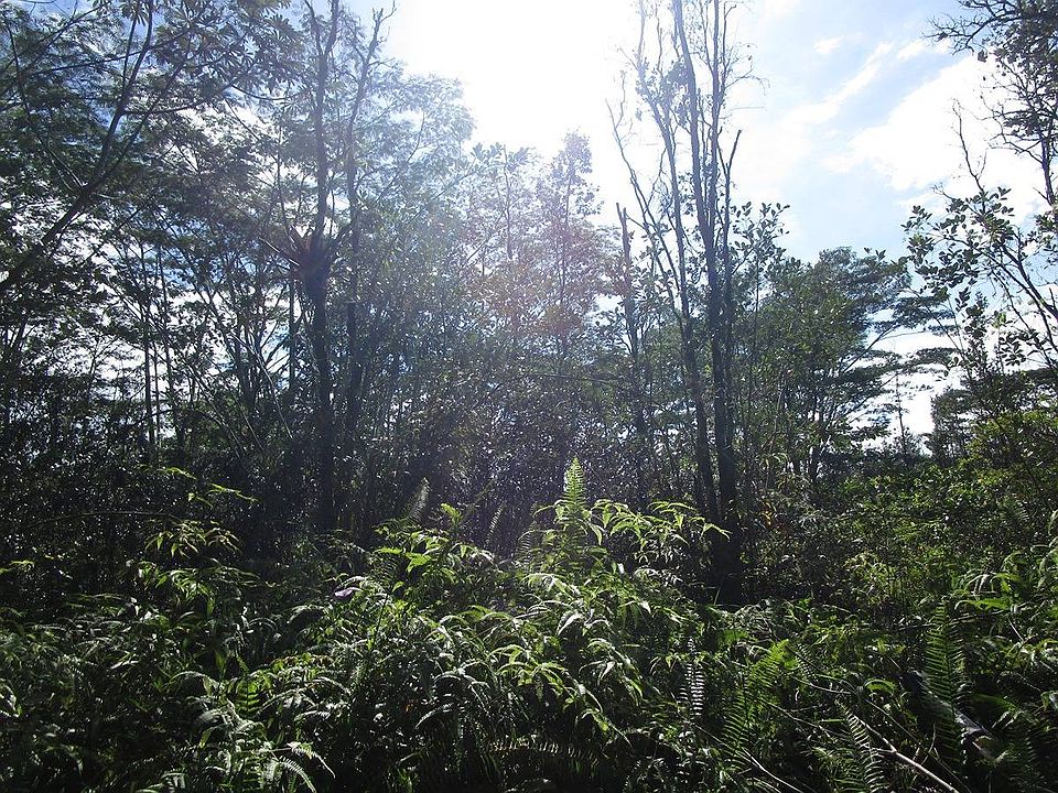 1st image of Silversword Ct Lot 26