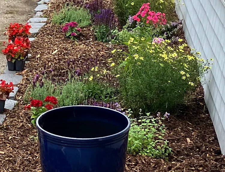 New Gardens- Perennials