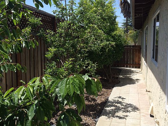 Side yard w/fruit trees