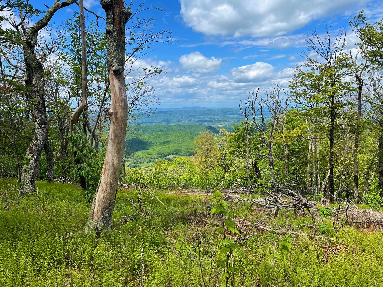 20 Peters Mountain Rd #20, Gap Mills, WV 24941 | MLS #24-650 | Zillow