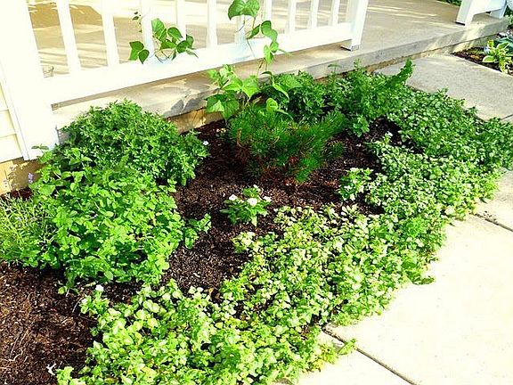 Lots of organic herbs & veggiesies