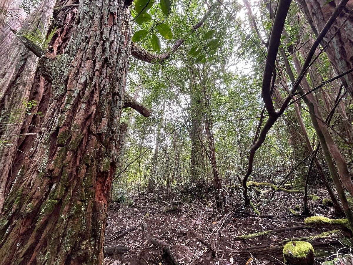 29 Homestead Rd, Laupahoehoe, HI 96764 MLS 703736 Zillow