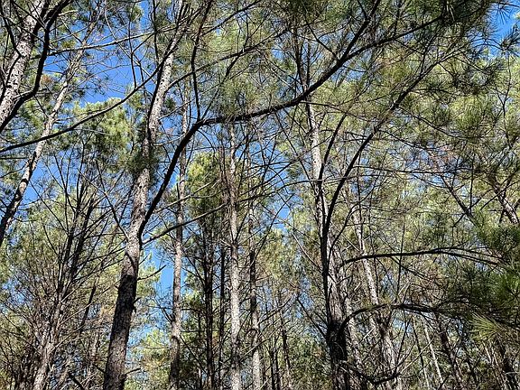 Compass South Land Sales Louisiana Robert Rawls 4