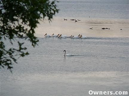 Typical summer view - swans/pelicans/ducks