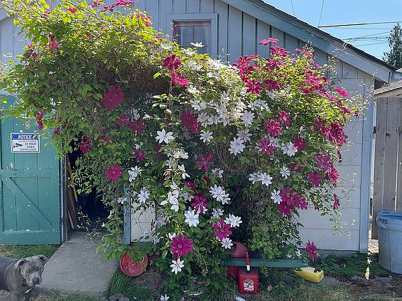 Flowers outside garage