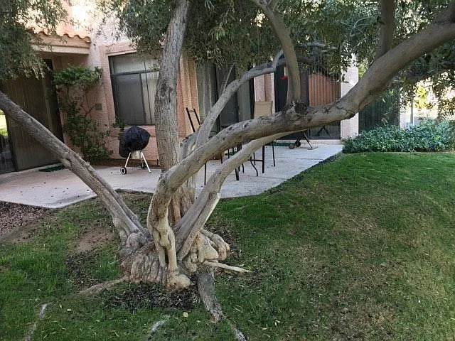 Backyard