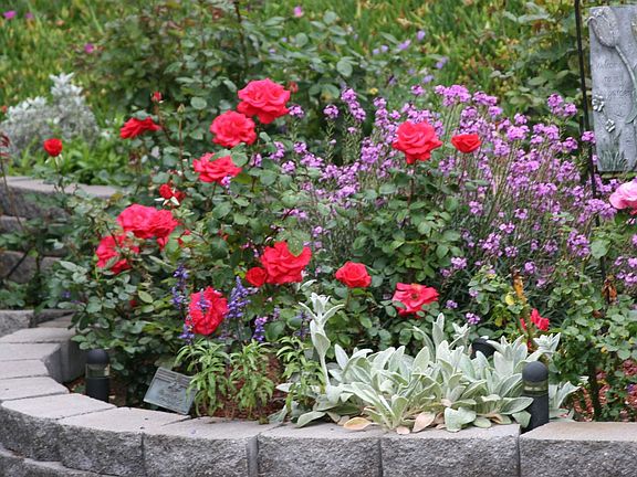 My rose garden