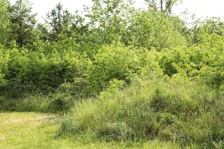 1st image of 25 Poplar Glen Dr