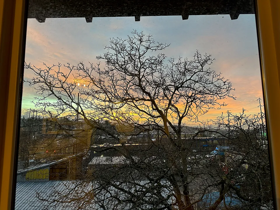 Close up, winter view of the walnut tree. Makes the apartment feel like a treehouse when it's leafed out.
