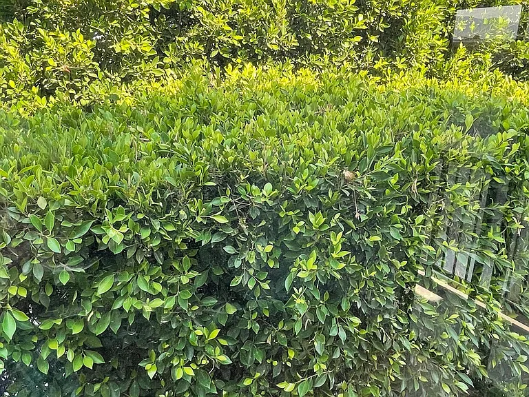 View from living and dining area windows is a tall green hedge