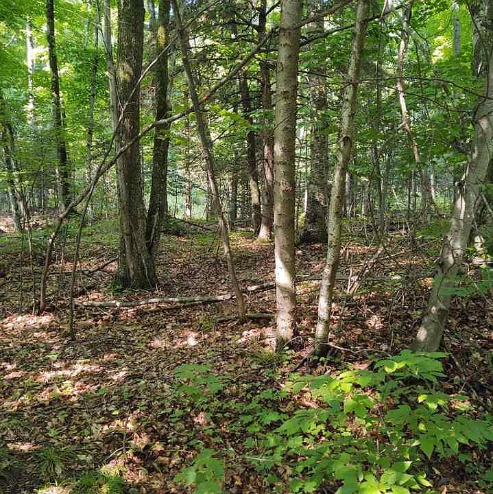 2nd image of Wandering Woods Ct
