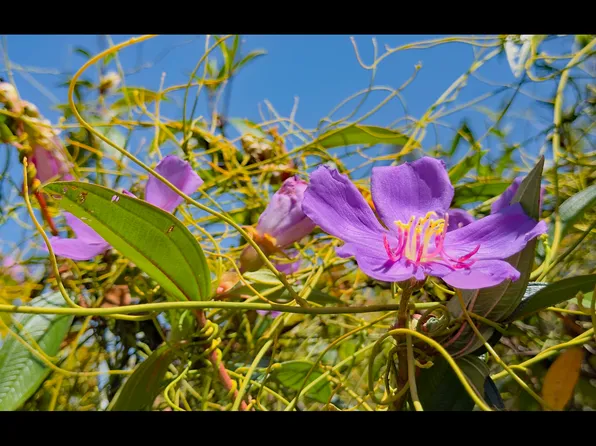 2nd Ave Lot 2746, Keaau, HI 96749